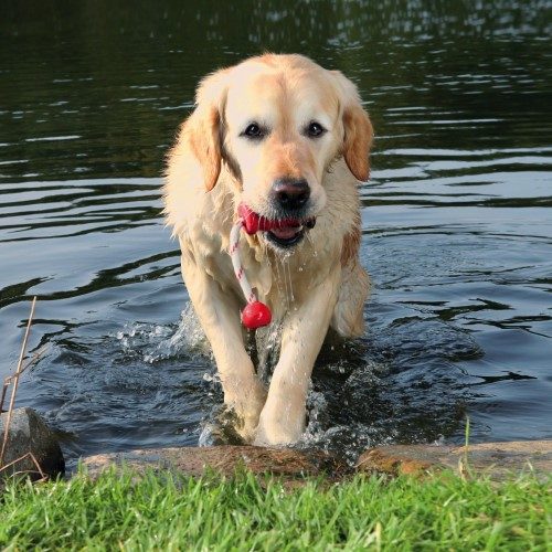 mot_fun_trekspeeltje_hond