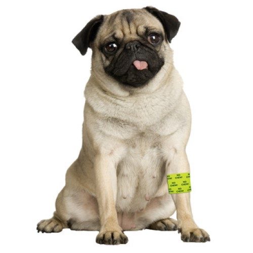 Bandage-Petflex-Yellow-No-Chew (1)