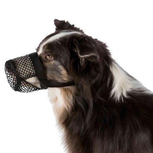 anti_lokaas_snuitje_hond